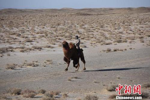 中国侨网茫茫戈壁滩上，骆驼载着骑手奔跑。据了解，此次骆驼耐力比赛赛程为10公里。乌仁花　摄