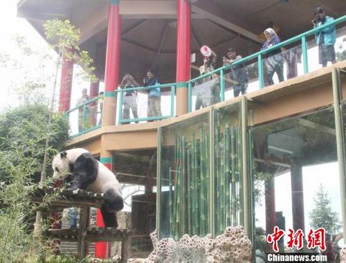 中国侨网作为中印尼两国关系的友好使者，中国大熊猫“彩陶”和“湖春”不仅给亲临参观的游客带来了欢乐，也在印尼社会掀起了快乐的“熊猫热”。　林永传　摄