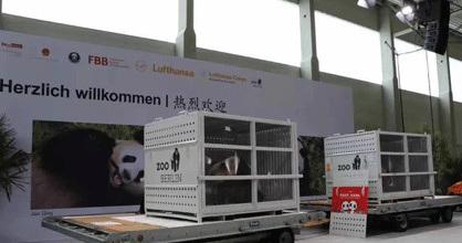 中国侨网熊猫抵达德国（来源：法国《欧洲时报》德国版微信公众号）