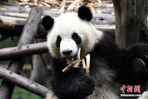 中国侨网资料图:卖萌的大熊猫宝宝。中新网记者 安源 摄