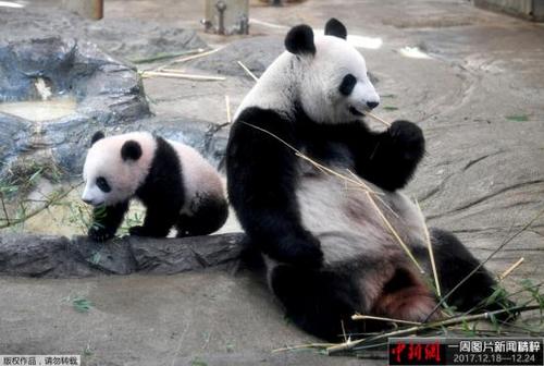 中国侨网资料图：当地时间2017年12月19日，日本东京，雌性大熊猫“香香”在上野动物园首次正式与公众见面，受到日本民众热捧。图为“香香”（左）与母亲“真真”与观众见面。