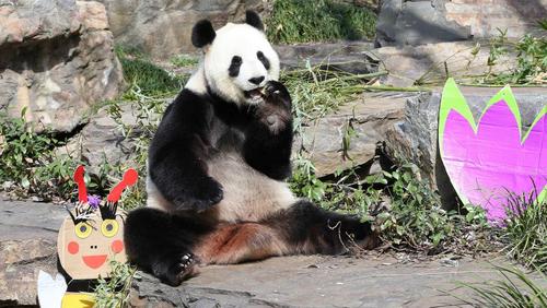 中国侨网福妮在阿德雷德动物园内。(澳大利亚《星岛日报》)
