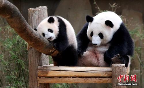 中国侨网资料图：中国租借马来西亚的两只大熊猫“兴兴”和“靓靓”。中新社记者 赵胜玉 摄