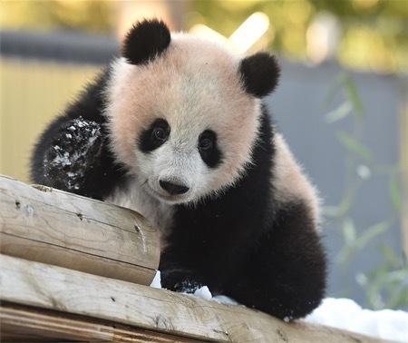 中国侨网来源：东京动物园协会