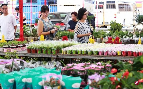中国侨网牛车水农历新年花市昨天（5日）开市，吸引了不少公众到来赏花和买花。（新加坡《联合早报》/唐家鸿 摄）