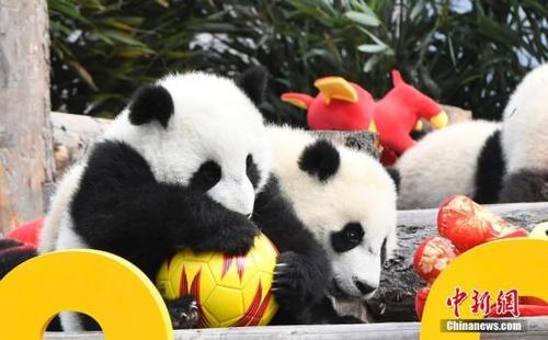 中国侨网资料图：大熊猫宝宝在玩耍皮球。中新网记者 安源 摄
