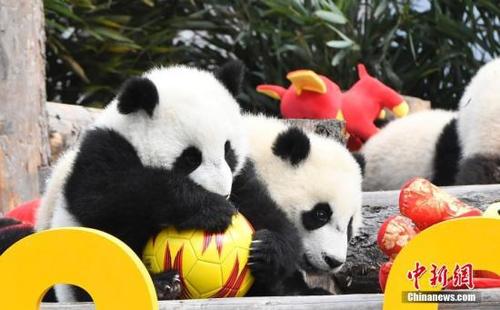 中国侨网资料图:大熊猫宝宝在玩耍皮球。中新网记者 安源 摄
