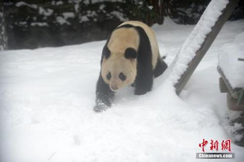 中国侨网资料图：大熊猫在雪地里行走。 孟德龙 摄