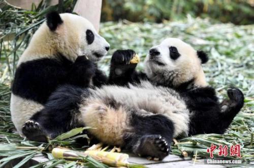 中国侨网资料图：大熊猫。 中新社记者 陈骥旻 摄