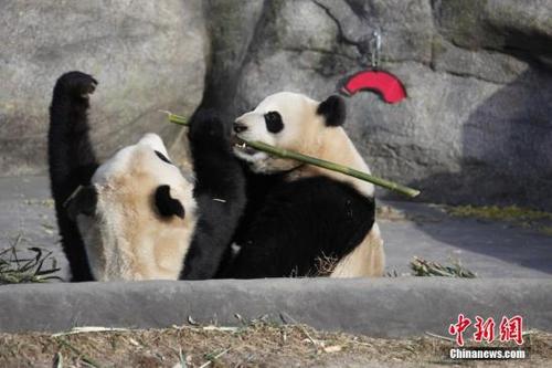 中国侨网资料图:两只大熊猫双胞胎“加盼盼”、“加悦悦”在多伦多动物园内打闹争食。 中新社记者 余瑞冬 摄