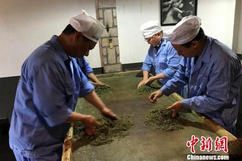 中国侨网制茶者只能用手在茶叶间揉搓　董晓斌　摄