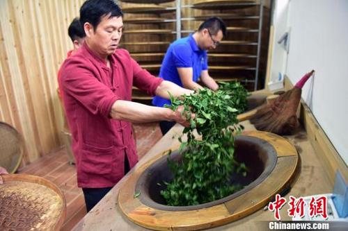 中国侨网5月1日,张回春师傅(前1)两口炒茶的铁锅用了几十年,每次炒茶,他用一截杉木木头仔仔细细把铁锈搽掉,拿生油和茶叶过几道油锅。他说,现在机器制茶工艺成熟,但老祖宗的技艺必须有人会,能够传下去。 张丽君 摄