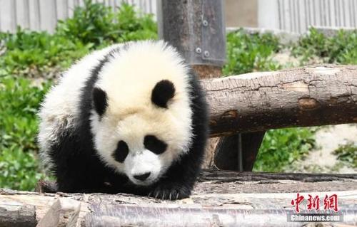 中国侨网资料图:卖萌的熊猫宝宝。安源 摄