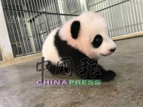 中国侨网4个月大的熊猫宝宝身体圆圆超可爱。(马来西亚《中国报》)