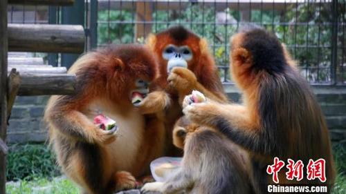 中国侨网图为金丝猴在吃西瓜解暑。　孟德龙　摄