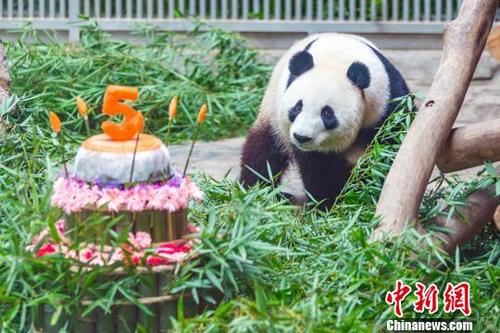 中国侨网大熊猫被竹子版“生日蛋糕”吸引。 许艳 摄