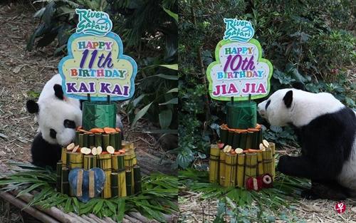中国侨网新加坡野生保育集团今天为大熊猫凯凯（左）和嘉嘉庆生。（新加坡《联合早报》）
