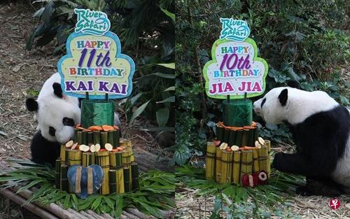 中国侨网新加坡野生保育集团今天为大熊猫凯凯(左)和嘉嘉庆生。(新加坡《联合早报》)