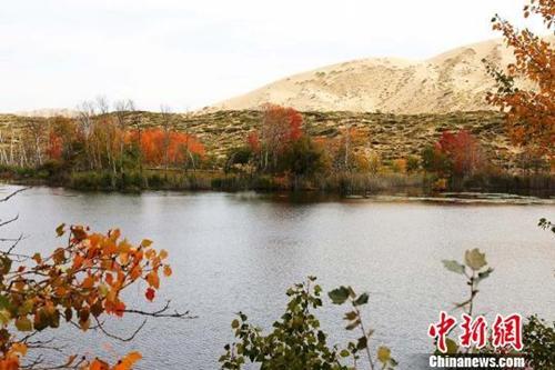 中国侨网资料图:红叶美景。 杨东东 摄