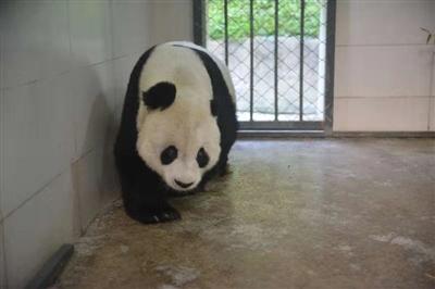中国侨网图据中国大熊猫保护研究中心