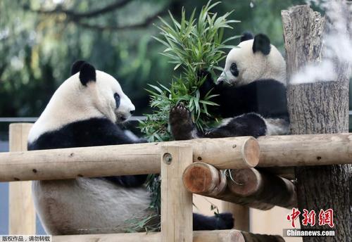 中国侨网当地时间11月12日，东京上野动物园的熊猫宝宝“香香”和妈妈“真真”在一起。