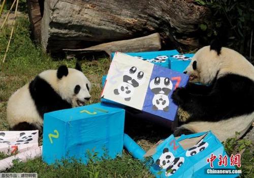 中国侨网资料图：当地时间2018年8月7日，在奥地利维也纳美泉宫动物园内，熊猫宝宝“福伴”迎来了两周岁生日，收到了许多礼物。