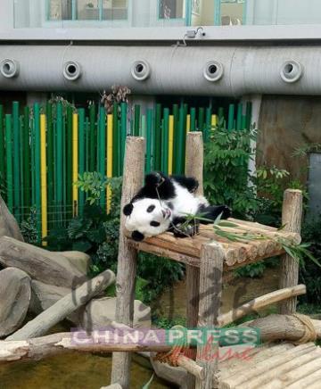 中国侨网小熊猫在睡醒后，舒服的摊着享受美味的竹叶。（图片来源：马来西亚《中国报》）