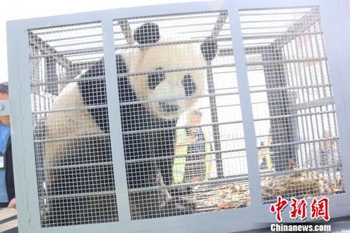 中国侨网图为落户内蒙古的大熊猫 供图