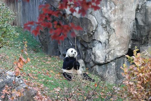 中国侨网图为熊猫“贝贝”登机前在美国华盛顿国家动物园内吃竹子 (中国日报 赵焕新/摄)
