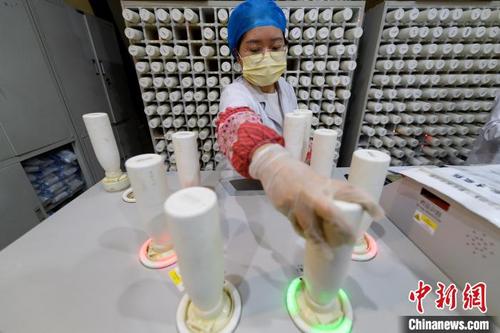 中国侨网山西中医药大学附属医院中药配方颗粒室内，工作人员一片忙碌。　韦亮　摄