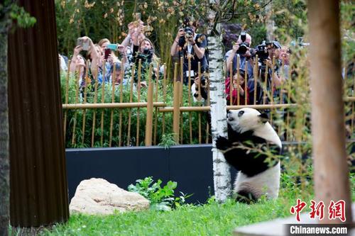 中国侨网图为大熊猫“武雯”在荷兰。中国大熊猫保护研究中心供图