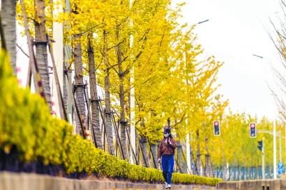中国侨网霜降时节，上海街头的银杏树着色染枝，宛若一幅金秋画卷。 本报记者 孟雨涵 摄