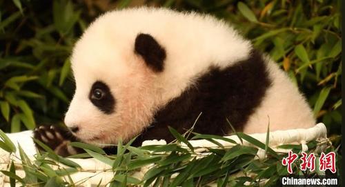 中国侨网图为旅韩熊猫宝宝“福宝”。爱宝乐园供图