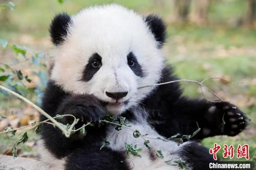 中国侨网大熊猫憨态可掬。　成都大熊猫基地供图
