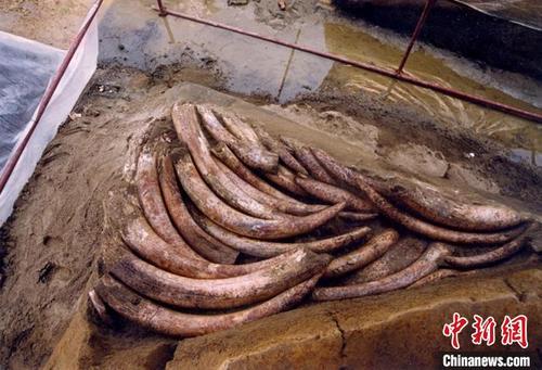 中国侨网金沙遗址发掘时的象牙堆积。 金沙遗址供图