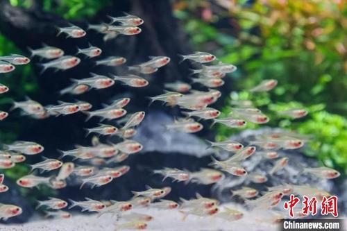 中国侨网鱼儿在“海底宫殿”游弋。 泱波　摄