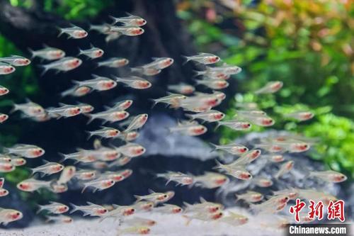 中国侨网鱼儿在“海底宫殿”游弋。 泱波 摄