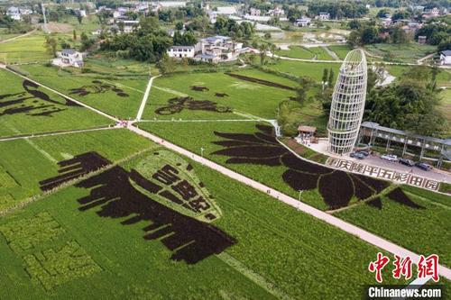 中国侨网8月31日，航拍重庆大足五彩田园景区美丽的稻彩画。　何蓬磊　摄