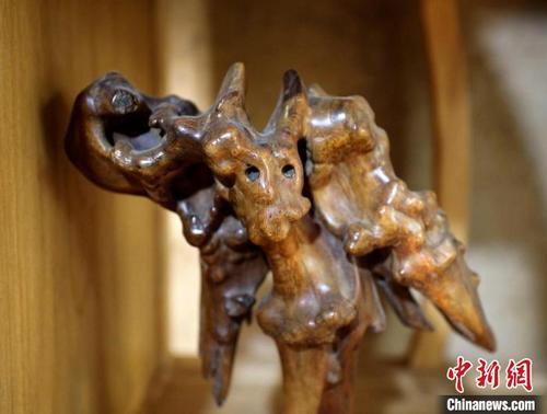 中国侨网虫蚀艺术品“根眼三星”。 陈月振 摄