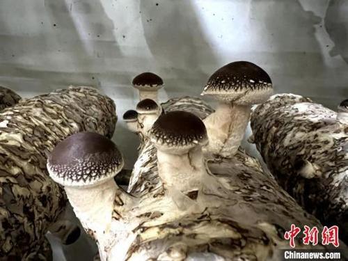 中国侨网图为:恒温出菇房里的香菇,长势旺盛。吴振湖供图
