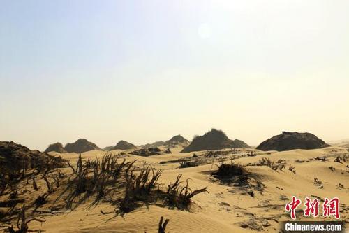 中国侨网沙漠常见地貌红柳沙包。　潘琦　摄