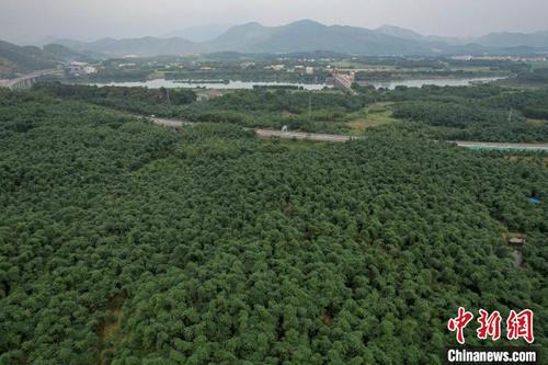 中国侨网广东英德西牛镇连片的麻竹笋 陈骥旻 摄