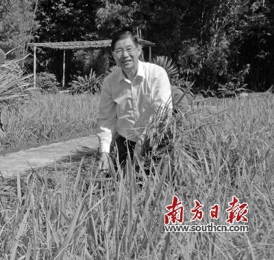　　2011年，萧润君在中山故居农耕展示区割稻子。资料图片