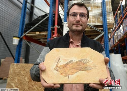 法国海关查获近千块化石 可追溯到1亿年前白垩纪时期