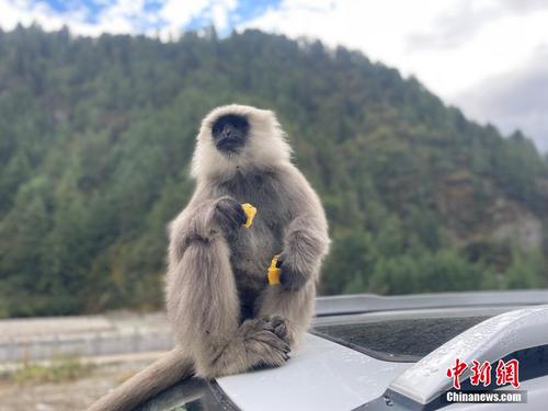 长尾叶猴“光顾”西藏亚东县城