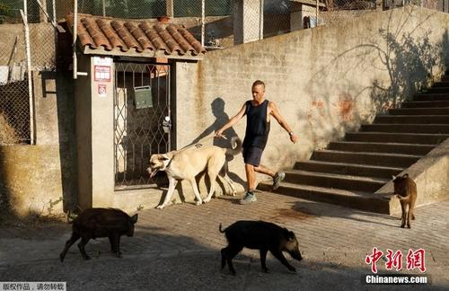 【图片故事】午夜巴塞罗那 注意野猪出没
