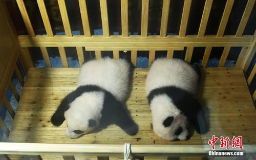 重庆：“海归”大熊猫产下的双胞胎幼仔与游客见面