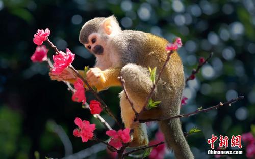 赏花正当时 重庆一乐园松鼠猴爬树“赏花”