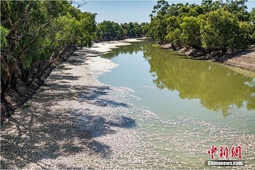 澳大利亚新南威尔士州一河流惊现数百万条死鱼