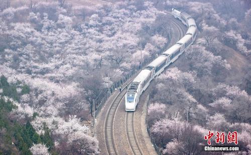 北京：S2线“长城号”列车穿越花海